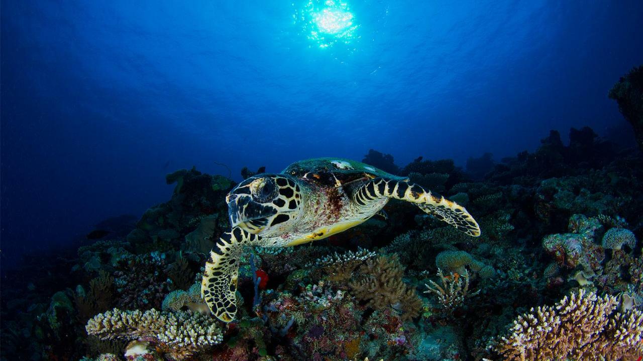 Vakkaru Maldives - 30 Percent Off On Seaplane Transfers For Stays Until 19 Dec 2025 Thulhaadhoo Luaran gambar